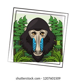 Mandrill face cool sketch