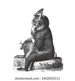 Mandrill (Mandrillus sphinx). Doodle sketch. Vintage vector illustration.