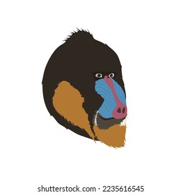 Mandrill, Mandrillus sphinx is a large Old World monkey that can be found in west central Africa
