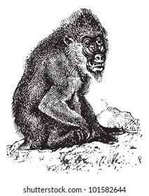 Mandrill or mandrill Mandrillus sphinx, vintage engraved illustration. Dictionary of Words and Things - Larive and Fleury - 1895