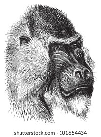 Mandrill (Mandrillus sphinx) / vintage illustration from Brockhaus Konversations-Lexikon 1908