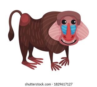 Mandrill Monkey or Colourful Primate as African Animal Vector Illustration