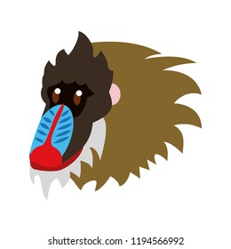 Mandrill wild animal