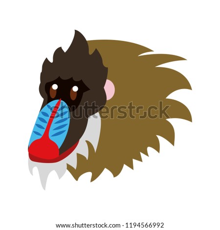 Mandrill wild animal