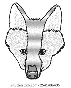 Maned black and white Wolf Head, Chrysocyon brachyurus, is a typical animal of the Cerrado and the largest canid in South America.