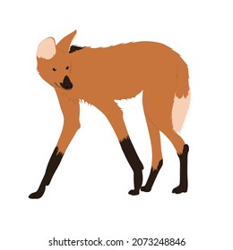 Maned wold, Chrysocyon brachyurus is an omnivorous animal. It is the largest canid in South America. It looks like a log-legged fox