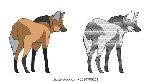 Maned Wolf, Chrysocyon brachyurus, is a typical animal of the Cerrado and the largest canid in South America. Back pose.