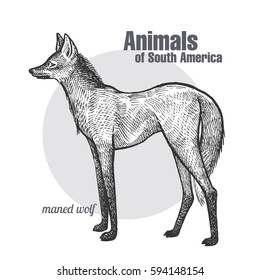 Maned Wolf hand drawing. Animals of South America series. Vintage engraving style. Vector illustration art. Black and white. Object of nature naturalistic sketch.