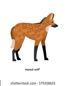 Maned wolf - predatory mammal with long legs