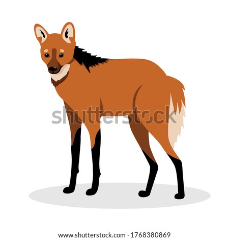 Maned wolf in realistic style standing on a white background. Animals of south america.
