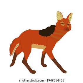Maned wolf vector illustration isolated on white background. Chrysocyon brachyurus. Rare animal from Southern America continent.