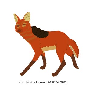 Maned wolf vector illustration isolated on white background. Chrysocyon brachyurus. Rare animal from Southern America continent.