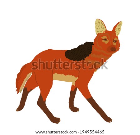 Maned wolf vector illustration isolated on white background. Chrysocyon brachyurus. Rare animal from Southern America continent.