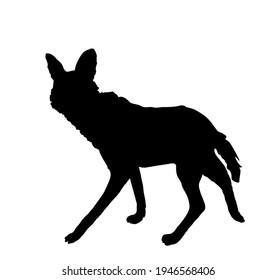 Maned wolf vector silhouette illustration isolated on white background. Chrysocyon brachyurus. Rare animal from Southern America continent.