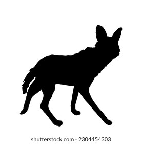 Maned wolf vector silhouette illustration isolated on white background. Chrysocyon brachyurus. Rare animal from Southern America continent.