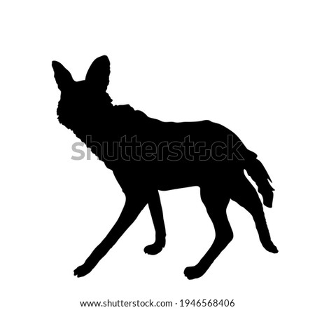 Maned wolf vector silhouette illustration isolated on white background. Chrysocyon brachyurus. Rare animal from Southern America continent.