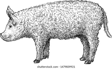 Mangalica pig illustration, drawing, engraving, ink, line art, vector

