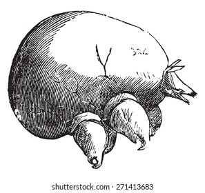 Mange mites seen under a microscope, vintage engraved illustration.
