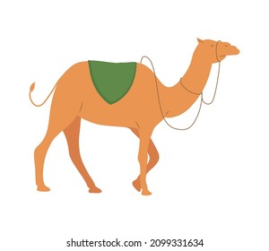 manger camel walking with green saddle