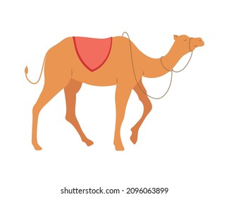 manger camel walking with red saddle