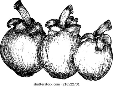 manggis, sketch