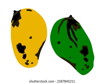 Mango anthracnose on a white background.