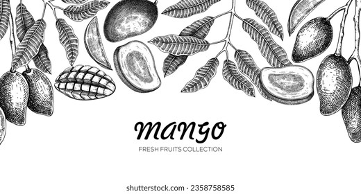 Plantilla de banner de mango. Ilustración vectorial de frutos exóticos dibujada a mano. Frutos de mango, ramas de árboles, hojas de bocetos en pizarra. Marco de cosecha, embalaje de jugo. Antecedentes alimentarios saludables