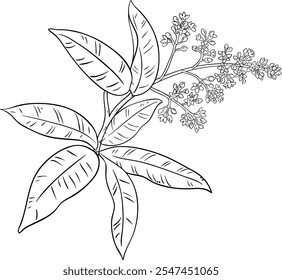 Mango Branch with Flowers Outline Illustration