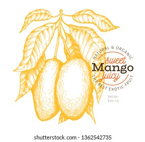 Mango branch illustration. Hand drawn vector tropic fruit illustration. Engraved style fruit. Retro exotic food illustration.