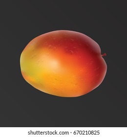 Mango bright red - yellow - on a black background, realistic - art creativity modern miniature. Vector illustration