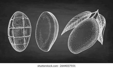 Mango. Chalk sketch on blackboard background. Hand drawn vector illustration. Retro style.