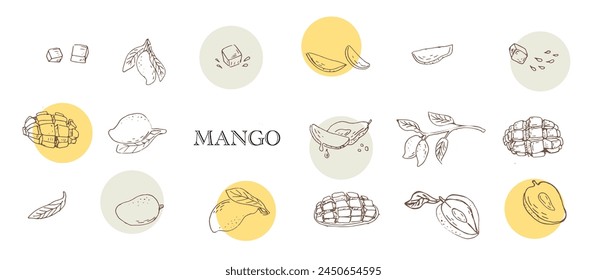 Mango collection vector sketch with rounds. Whole fresh raw tropical fruit set, cut into halves, quarters, slices and cubes for healthy dessert, organic mango with flowers and leaves on tree branch