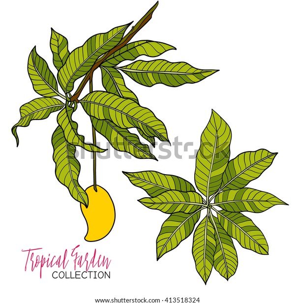 Mango Colored Tropical Plant Vector Illustration Stock Vector (Royalty ...