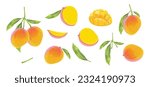 Mango design elements Set. Botanical illustration of Mango. mango slice and leafs.