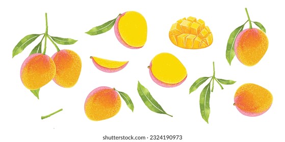 Mango design elements Set. Botanical illustration of Mango. mango slice and leafs.