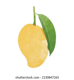 Mango Design elements. watercolour style vector illustration.	