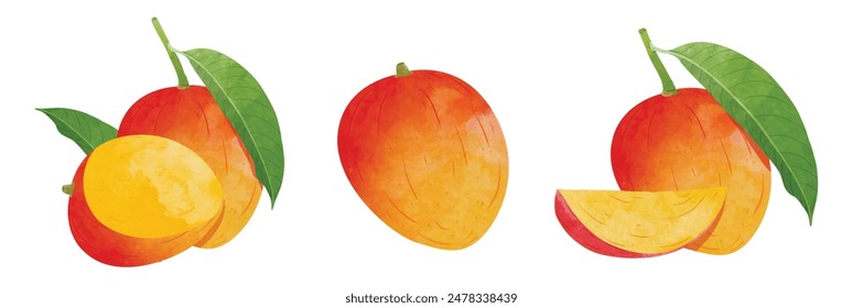 Elementos de diseño de mango. Ilustración vectorial de estilo acuarela.