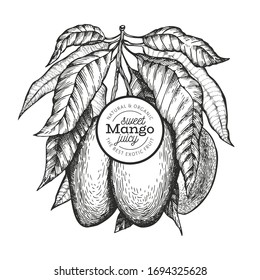 Mango design template. Hand drawn vector tropic fruit illustration. Engraved style fruit. Retro exotic food banner.