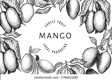 Mango design template. Hand drawn vector tropic fruit illustration. Engraved style fruit. Vintage exotic food banner.