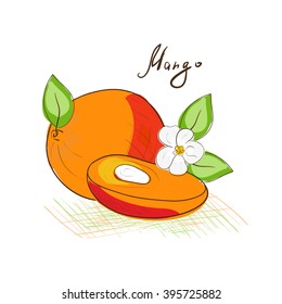 Mango. Drawing on a white background. Exotic fruit. Sketch.