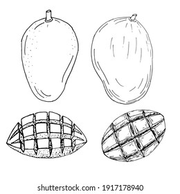 fruto de mango negro sobre fondo blanco. mango entero y corte el estilo de doodle de ilustración para el embalaje. dibujo a mano varios detalles fruta exótica