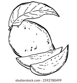 Mango fruit composition hand drawn. Tropical fruit clip art. Summer sweet food in doodle sketch style. Vector illustration
