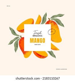 Plantilla de diseño de frutos de mango. Estilo texturado vintage. Planta de mango madura con hojas. Ilustración del vector