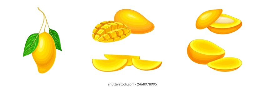 Mango Fruit with Fresh Juicy Pulp and Rind Vector Set