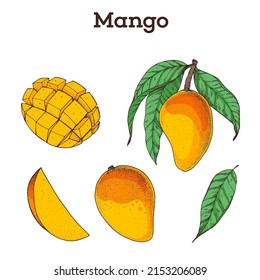 Mango fruit hand drawn collection, graphic elements. Vector illustration. Mango for menu design, brochure illustration. Black and white. Mango illustration. Can used for packaging