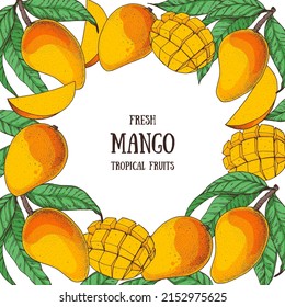 Mango fruit hand drawn package design. Vector illustration. Design, package, brochure illustration. Mango frame illustration. Can used for packaging design. Colorful.