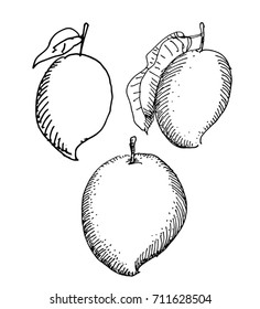 mango fruit hand drawn sketch vector illustration