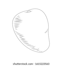 mango fruit icon over white background, sketch design, vector illustration