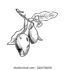 Mango fruit illustration in a hand-drawn style