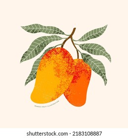 Mango fruit illustration. Vintage textured style. Mango plant with leaves. Vector illustration